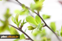 گروههای اموزشی