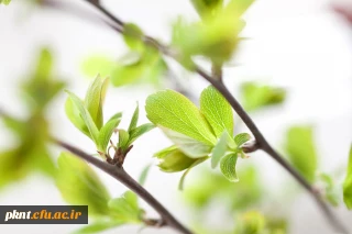 آئین نامه گروههای آموزشی