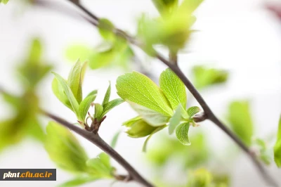 آئین نامه گروههای آموزشی