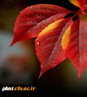 آشنایی مختصر با شورای انضباطی دانشجویان 3