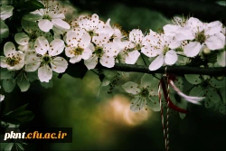 آئین نامه و مقررات انضباطی سکونت در خوابگاه های دانشجویی دانشگاه فرهنگیان 3