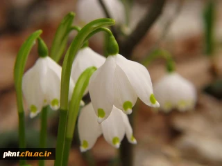 آئین نامه و مقررات انضباطی سکونت در خوابگاه های دانشجویی دانشگاه فرهنگیان