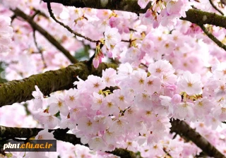 شیوه نامه مهمانی وانتقالی دانشگاه فرهنگیان