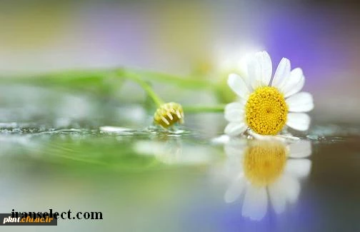 قابل توجه دانشجویان کارشناسی ناپیوسته که درانتخاب شماره کلاس خود دچارمشکل شده اند : 2