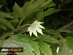 چارت دروس و سرفصل رشته های کارشناسی پیوسته 2