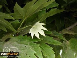 چارت دروس و سرفصل رشته های کارشناسی پیوسته