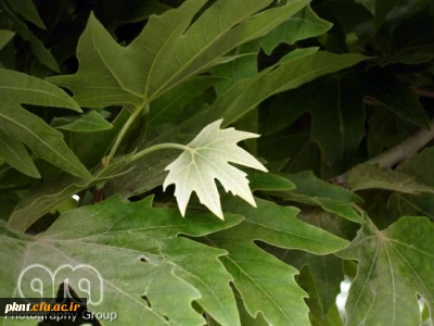 چارت دروس و سرفصل رشته های کارشناسی پیوسته