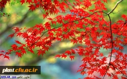 چارت دروس و سرفصل رشته های کارشناسی ناپیوسته 2