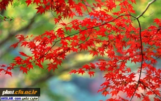 چارت دروس و سرفصل رشته های کارشناسی ناپیوسته