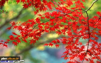 چارت دروس و سرفصل رشته های کارشناسی ناپیوسته