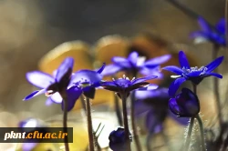 قابل توجه دانشجویان کارشناسی ناپیوسته پذیرفته شده مهرماه که فرم انتقالی خودرا تحویل داده اند میرساند: 2