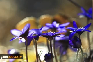 قابل توجه دانشجویان کارشناسی ناپیوسته پذیرفته شده مهرماه که فرم انتقالی خودرا تحویل داده اند میرساند: