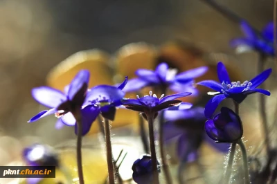 قابل توجه دانشجویان کارشناسی ناپیوسته پذیرفته شده مهرماه که فرم انتقالی خودرا تحویل داده اند میرساند: