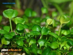 فارغ اتحصیلی