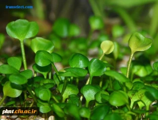 قابل توجه دانشجویان کارشناسی ناپیوسته که فارغ التحصیل میشوند