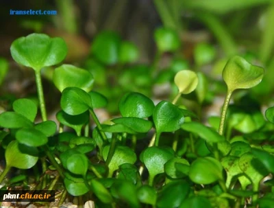 قابل توجه دانشجویان کارشناسی ناپیوسته که فارغ التحصیل میشوند