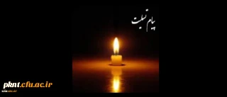 هوالباقی

مازبالاییم و بالا می روییم...